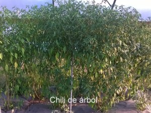 WP_20150825_18_49_28_Pro