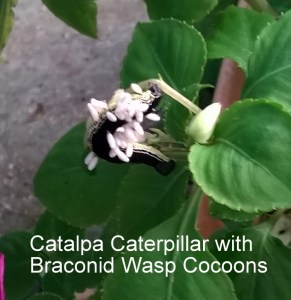 WP_20150830_19_09_27_Pro