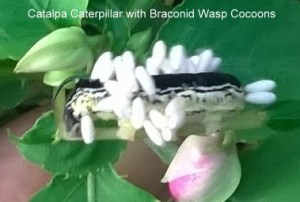 WP_20150830_19_10_16_Pro