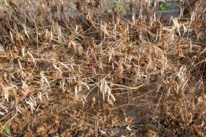 beans-dry-bush-closeup