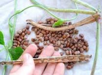 Cowpeas