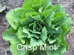 Crisp Mint1