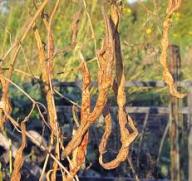 Dried beans on vine