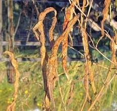Dried beans on vine