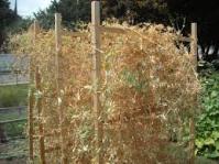 Dried peas on vine