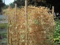 Dried peas on vine