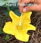 Hand Pollination