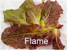 Lettuce-Flame-LT113-web