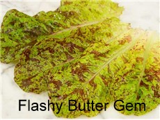 Lettuce-Flashy-Butter-Gem-LT160-web