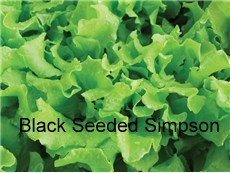 Lettuce-Hendersons-Black-Seeded-Simpson