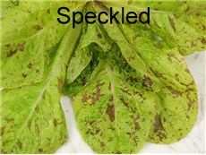 Lettuce-Speckled-LT103-DSC03175