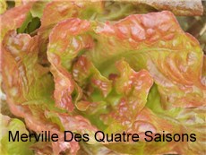 merveille-des-quatre-saisons-lettuce2