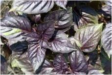 Purple Basil