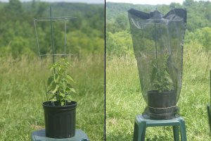 seed saving cages 3whole