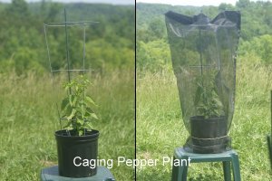 seed saving cages 3whole