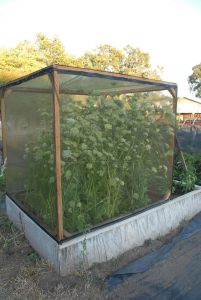 seed saving cages 5bce525c5436aa03bad5992585ea16d21-001