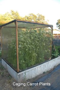 seed saving cages 5bce525c5436aa03bad5992585ea16d21