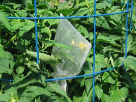 seed saving cages tom flowers 1tomBag1