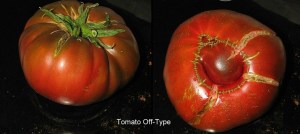 tomato off type1