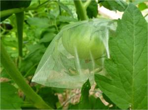 Blossom Bagging of Tomato