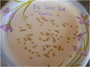 Tomato seed saving1