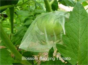 Tomato seed saving