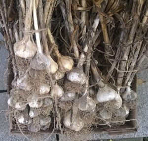 WP_20150905_15_54_23_Pro-001