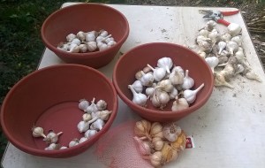 WP_20150905_15_56_37_Pro-001