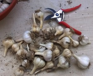 WP_20150905_15_57_13_Pro-001