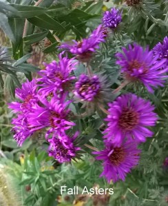 WP_20150930_18_40_03_Pro-001