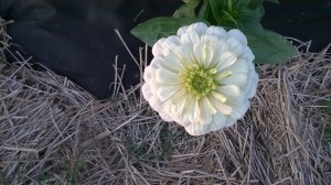 WP_20150930_18_42_39_Pro