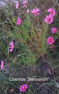 WP_20150930_18_43_19_Pro-001