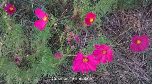 WP_20150930_18_44_15_Pro-001