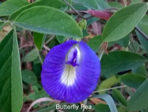 WP_20150930_18_44_33_Pro-001