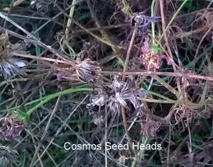 WP_20150930_18_45_17_Pro-001