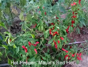 WP_20150930_18_50_32_Pro-001