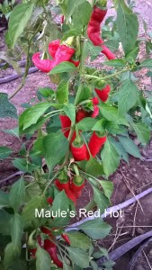 WP_20150930_18_50_49_Pro-001