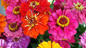 zinnias