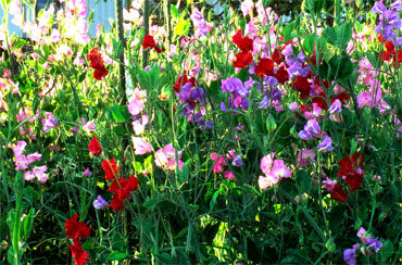 wall-of-sweet-peas