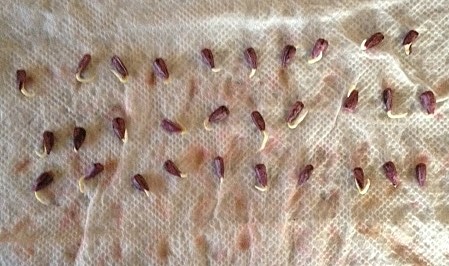 germination1