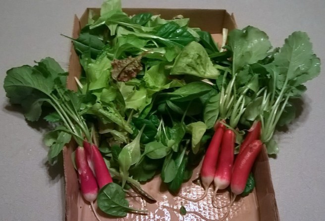 WP_20160107_15_29_33_Pro