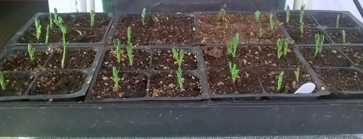 wp_20160131_13_15_19_pro