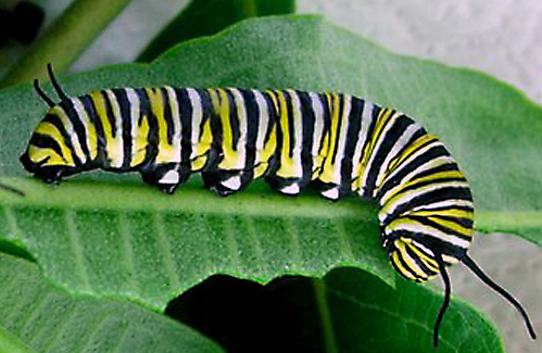monarch caterpillar