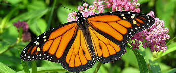 monarch