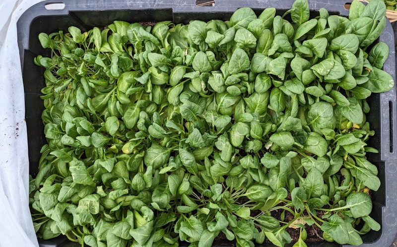 2-PXL_20240222_181817949~2